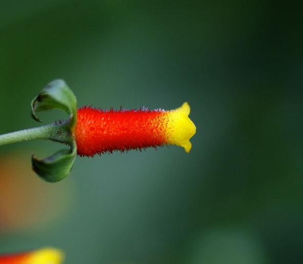 Candy Corn Plant